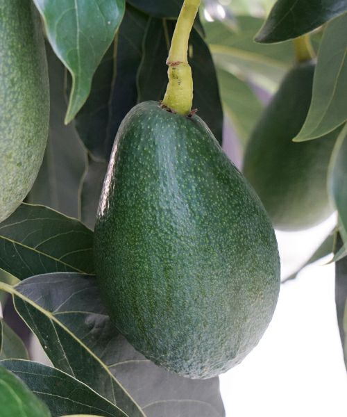国産アボカド　アボカド ほんわかアボカド　国産アボカド通販