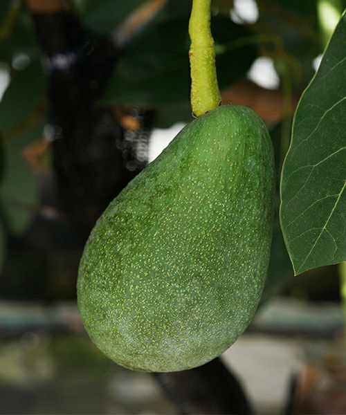 ほんわかアボカド 国産アボカド ベーコンなど各種 KOBE avocado farm