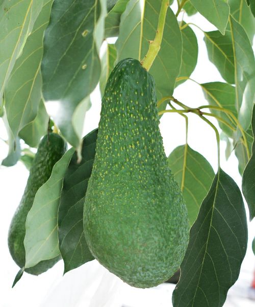 国産アボカド　アボカド ほんわかアボカド　国産アボカド通販