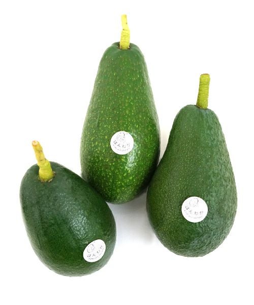 国産アボカド　アボカド ほんわかアボカド　国産アボカド通販