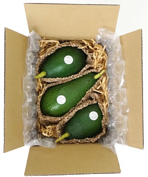 国産アボカド【ベーコン＆フェルテ】(管理番号：6040） ほんわかアボカド 国産アボカド ベーコンなど各種 KOBE avocado farm