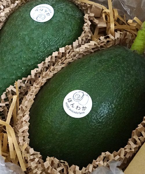 ＊中ぶり・傷物＊国産アボカド【ベーコン】(管理番号：6024） 国産 アボカド・ベーコン 鬼印農園 (大分県産) アボカド通販 - たべる