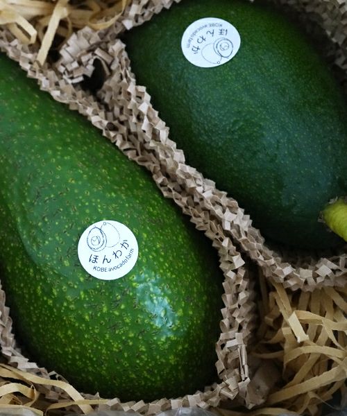 国産アボカド　アボカド ほんわかアボカド　国産アボカド通販
