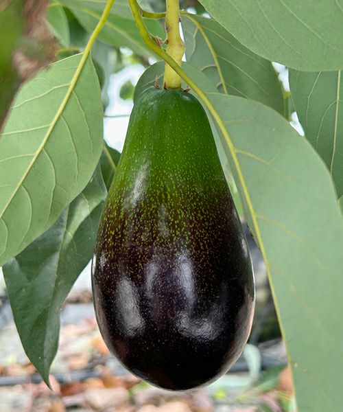 ほんわかアボカド 国産アボカド ベーコンなど各種 KOBE avocado farm