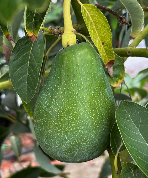 国産アボカド　アボカド ほんわかアボカド　国産アボカド通販